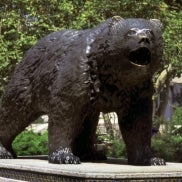 UCLA Bear