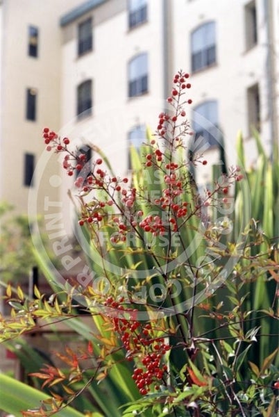 De Neve Plaza -Berries