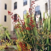 De Neve Plaza -Berries