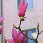 Sunset Village - Flowers